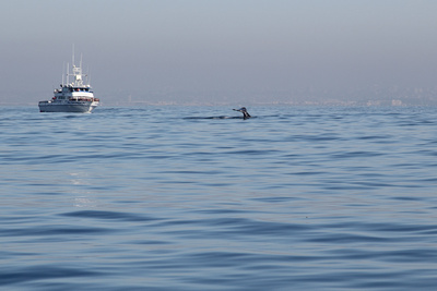 Shez Photography: Sailing and Whale watching 1-11-2014 &emdash; IMG_0280