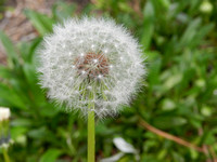 DSCN0233